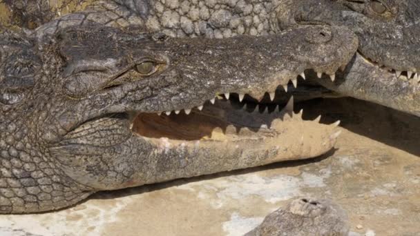 Crocodilos se resfriando com mandíbulas de abertura — Vídeo de Stock