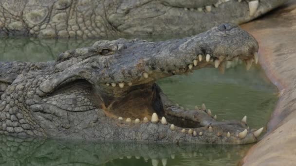 Крокодил в воде с открытыми челюстями — стоковое видео