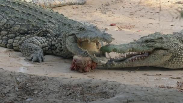 Dois crocodilos com um pedaço de carne — Vídeo de Stock