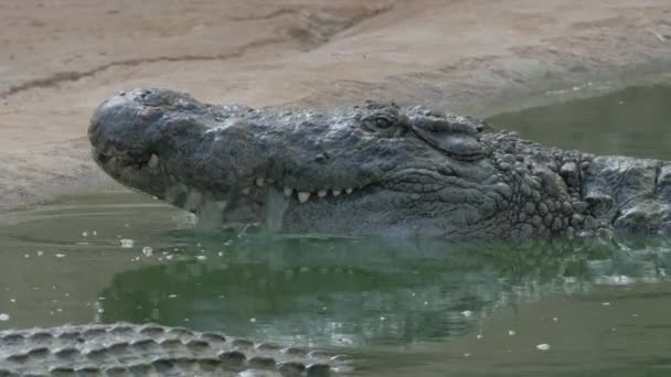 Крокодил с открытым ртом в воде — стоковое видео