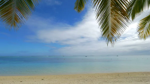 Океанский горизонт, пляж и пальмовые ветви — стоковое фото