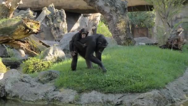 Baby chimpansee op moeders rug — Stockvideo
