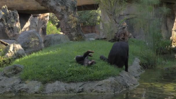 Mały szympans chce się zabawić. — Wideo stockowe