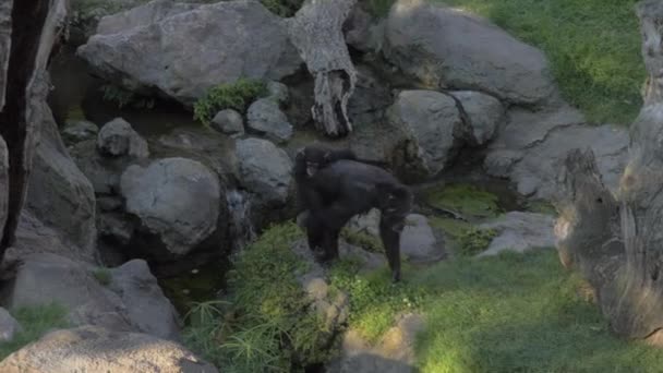 Chimpanzé pai com bebê — Vídeo de Stock
