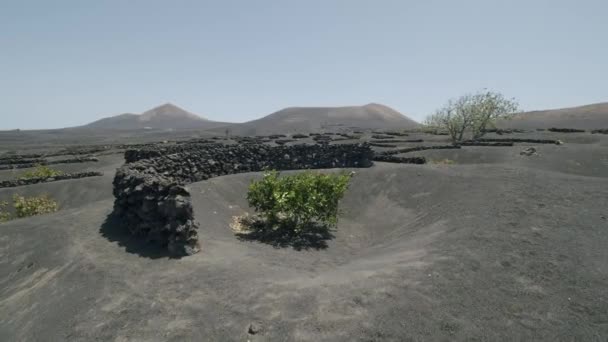 Panoramatická Lanzarote scéna s vinicemi La Geria, Kanárské ostrovy — Stock video