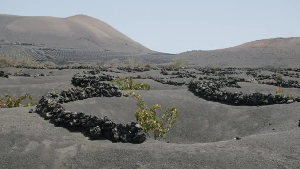 Weinberge von Lanzarote. La Geria Landschaft mit Reben in den Gruben mit Vulkanasche — Stockvideo