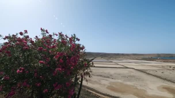 Lanzarote, Kanarya Adaları 'ndaki Salinas de Janubio sahnesi — Stok video