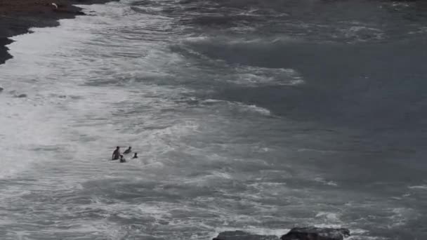 在汹涌的海浪中危险地游泳 — 图库视频影像
