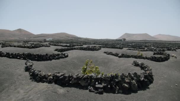 Druiven verbouwen in vulkanische as. La Geria wijngaarden op Lanzarote — Stockvideo