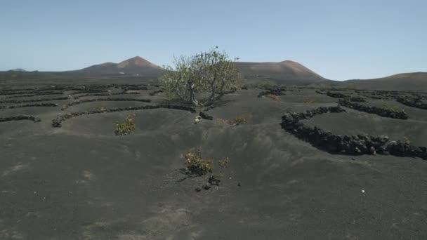 La Geria landschap met wijnstokken geteeld in vulkanische as — Stockvideo