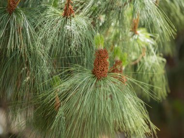 Çiçek açan bir Ladin fotoğrafı