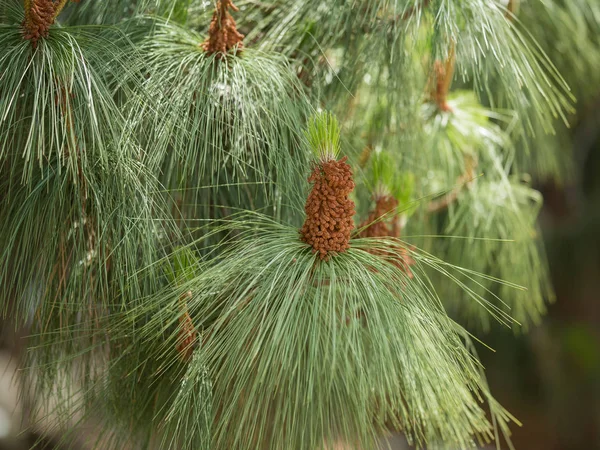 Çiçek açan bir Ladin fotoğrafı