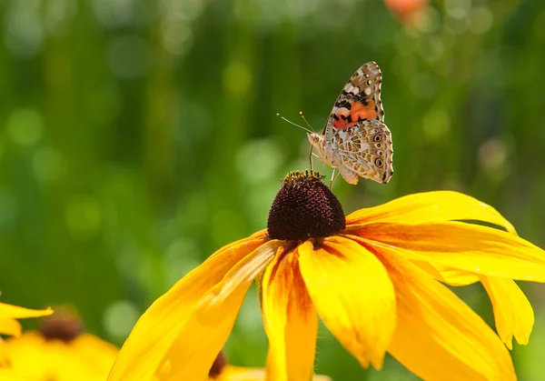Schöner kleiner Schmetterling sitzt auf einer gelben Blume — Stockfoto