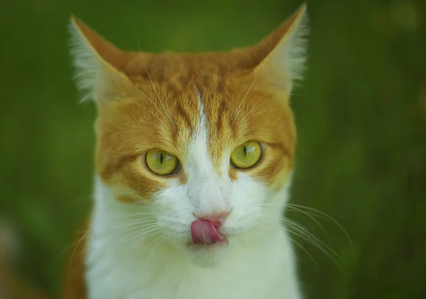 Niedliche Großaufnahme-Katze zeigt Zunge vor Naturhintergrund. — Stockfoto