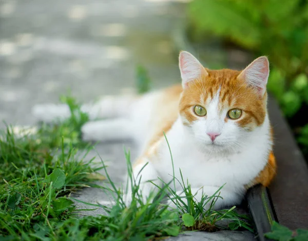 Punainen vihreäsilmäinen kissa lepää vihreällä ruoholla — kuvapankkivalokuva