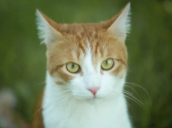 Niedliche Katze mit großen grünen Augen Nahaufnahme — Stockfoto