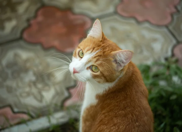 Chat mignon avec de grands yeux verts gros plan — Photo