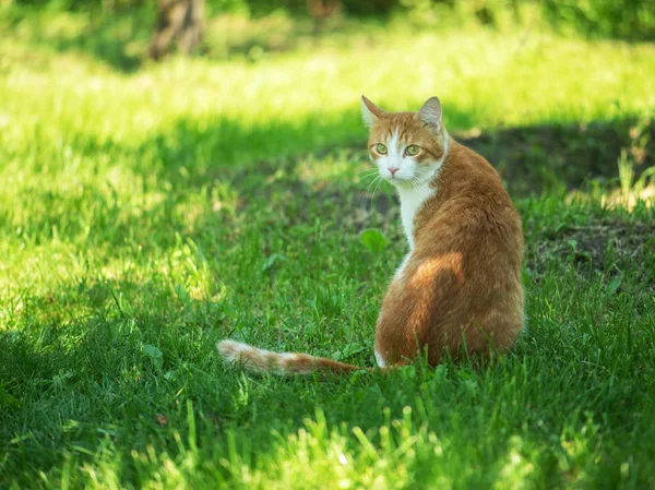 Punainen kissa istuu nurmikolla ja katsoo kameraan. — kuvapankkivalokuva