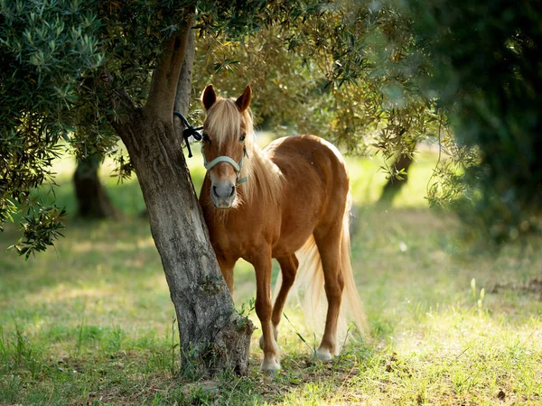 Lindo Retrato Pony Marrón Atado Árbol —  Fotos de Stock