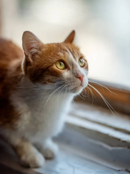 Beau chat rouge assis sur une fenêtre — Photo