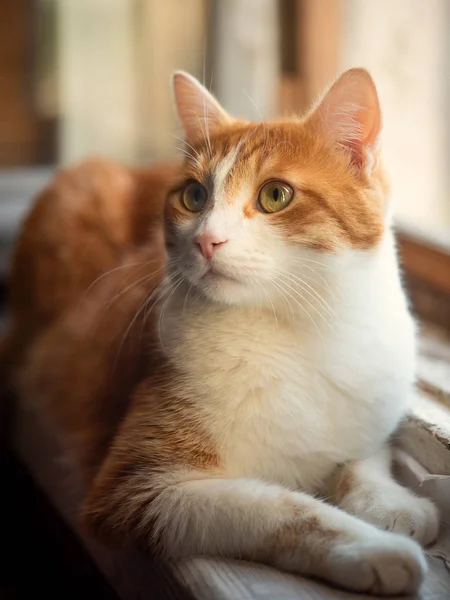 Schöne rote Katze sitzt auf einem Fenster — Stockfoto