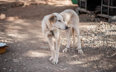Köpek evi zincirinde mavi gözleri ile korur.