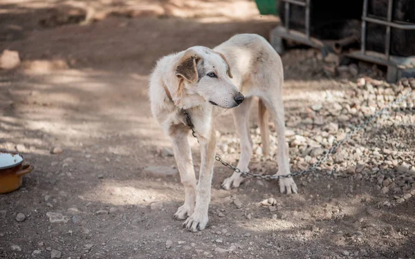 Anjing dengan mata biru pada rantai, penjaga rumah . — Stok Foto