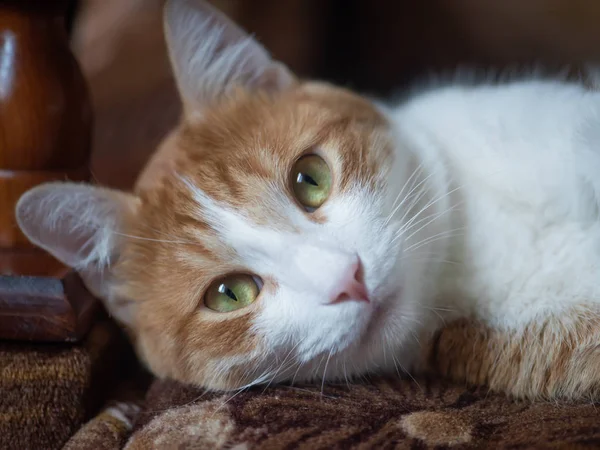 Bir yetişkin kırmızı renk kediler portresi — Stok fotoğraf