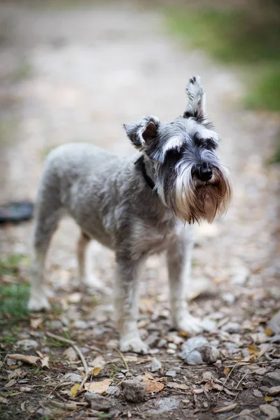 かわいい犬のテリアは、公園を散歩します。 — ストック写真