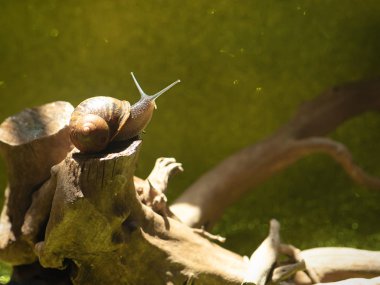 Ahşap bir poker, güzel ışık salyangoz tarar.