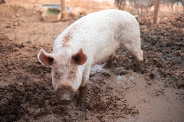 Ung gris i en svinstia med en smutsig munkorg — Stockfoto