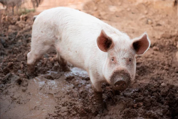 Cerdo joven en una pocilga con un hocico sucio — Foto de Stock