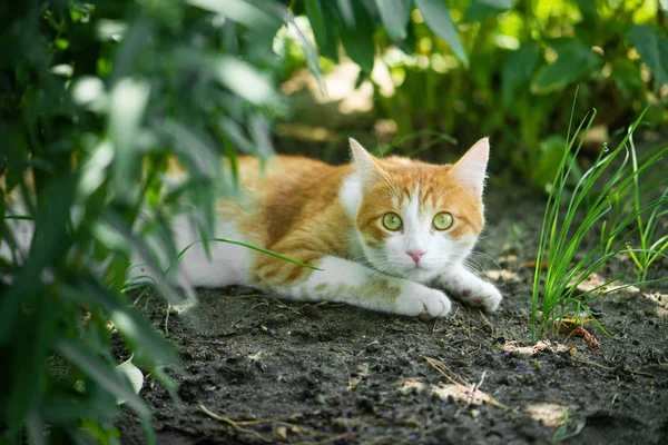 Punainen vihreäsilmäinen kissa lepää vihreällä ruoholla . — kuvapankkivalokuva
