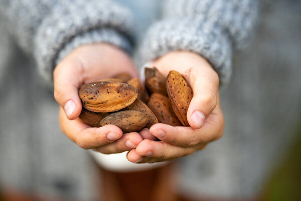 Almond in the hands of a little boy