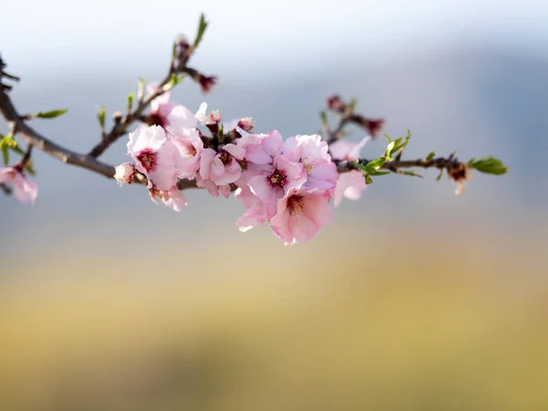Badem çiçeği bahar. Güzel pembe çiçekler