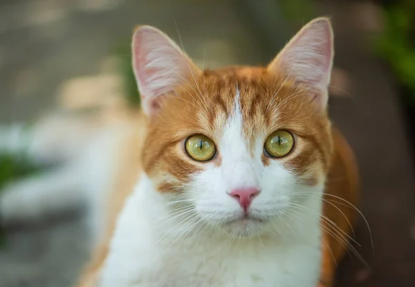Niedliche rote Katze mit grünen Augen in Großaufnahme — Stockfoto
