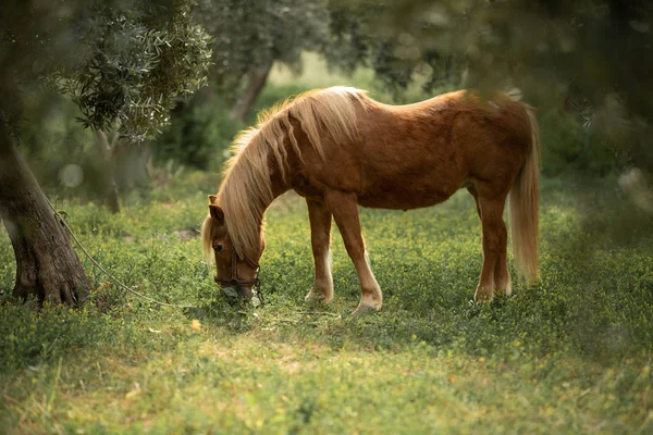Braunes Pony frisst Gras im Garten — Stockfoto