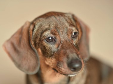 Kahverengi dachshund köpeği anlamlı gözleri ve sarkık kulakları olan meraklı bir şekilde kameraya bakıyor, oyuncu kişiliğini ve sevimli özelliklerini kapalı bir ortamda sergiliyor..