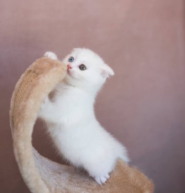 A cute white kitten is playing on a scratching post in the house.