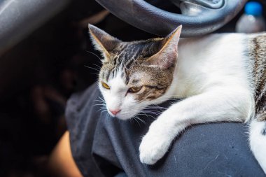 Tembel, tapılası melez kediyi kapat. Arabada araba sürerken kadının kucağına uzan.