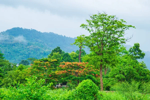 Тропическое Дерево Растущее Над Зеленой Кистью Природой Горой Фоне Неба — стоковое фото