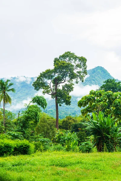 Cuadro Vertical Árbol Tropical Alto Selva Tropical Con Naturaleza Montaña — Foto de Stock