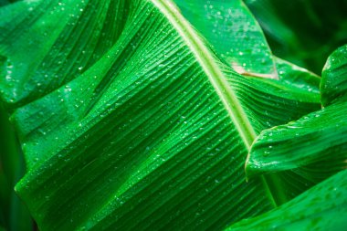 Yağmurlu bir günde yağmur damlalarıyla tropikal muz yapraklarının yeşilliğini kapat.