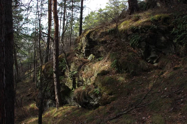 Forest Landscape Countryside Natural Rocks Calculus — Stock Photo, Image