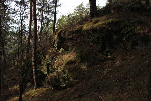 Forest Landscape Countryside Natural Rocks Calculus — Stock Photo, Image