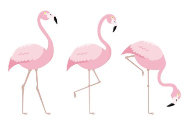 flamingo kuşları kümesi. izole vektör