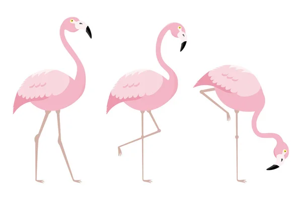 Zestaw Flamingo Ptaków Wektor Białym Tle — Wektor stockowy