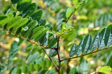 Yeşil körfez yaprakları çalılık arka planda