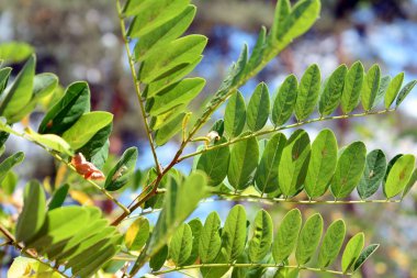 Yeşil körfez yaprakları çalılık arka planda