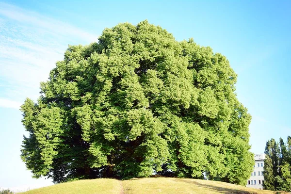 Mavi gökyüzü arka plan üzerinde eski büyük ağaç